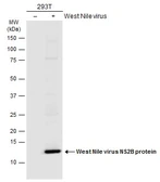 Anti-West Nile virus NS2B protein antibody used in Western Blot (WB). GTX132060