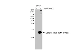 Anti-Dengue virus NS4A protein antibody used in Western Blot (WB). GTX132069