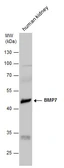 Anti-BMP7 antibody used in Western Blot (WB). GTX132085