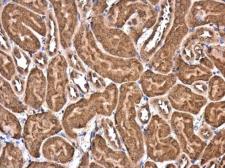 Anti-eIF4E antibody used in IHC (Paraffin sections) (IHC-P). GTX132092