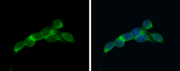 Anti-eIF4E antibody used in Immunocytochemistry/ Immunofluorescence (ICC/IF). GTX132092