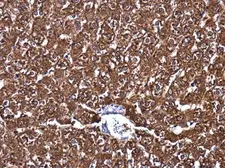 Anti-MAT1A + MAT2A antibody used in IHC (Paraffin sections) (IHC-P). GTX132095