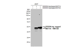 Anti-MAT1A + MAT2A antibody used in Western Blot (WB). GTX132095