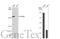 Anti-POLE antibody used in Western Blot (WB). GTX132100