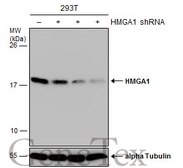 Anti-HMGA1 antibody used in Western Blot (WB). GTX132110