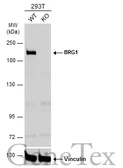Anti-BRG1 antibody used in Western Blot (WB). GTX132121