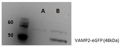 Anti-Vamp2 antibody used in Western Blot (WB). GTX132130