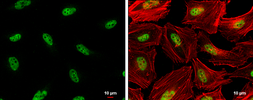 Anti-Rad17 (phospho Ser656) antibody used in Immunocytochemistry/ Immunofluorescence (ICC/IF). GTX132150