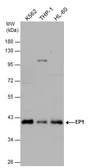 Anti-Prostaglandin E Receptor EP1 antibody used in Western Blot (WB). GTX132236