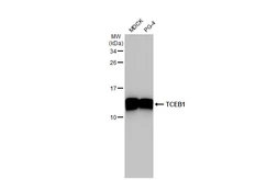 Anti-TCEB1 antibody used in Western Blot (WB). GTX132302