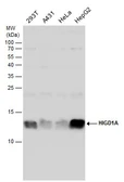 Anti-HIGD1A antibody used in Western Blot (WB). GTX132304