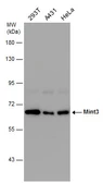 Anti-Mint3 antibody used in Western Blot (WB). GTX132305