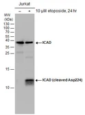Anti-ICAD antibody used in Western Blot (WB). GTX132328