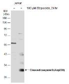 Anti-Caspase 9 (cleaved Asp330) antibody used in Western Blot (WB). GTX132331