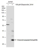 Anti-Caspase 9 (cleaved Asp330) antibody used in Western Blot (WB). GTX132331