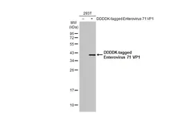 Anti-Enterovirus 71 VP1 antibody used in Western Blot (WB). GTX132339