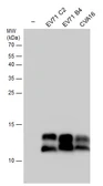 Anti-Enterovirus 71 3AB antibody used in Western Blot (WB). GTX132344