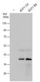 Anti-Enterovirus 71 2C antibody used in Western Blot (WB). GTX132354