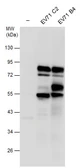 Anti-Enterovirus 71 3CD antibody used in Western Blot (WB). GTX132355