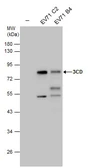 Anti-Enterovirus 71 3CD antibody used in Western Blot (WB). GTX132356