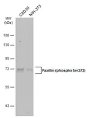 Anti-Paxillin (phospho Ser273) antibody used in Western Blot (WB). GTX132362