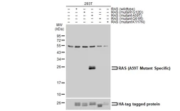 Anti-RAS (A59T Mutant) antibody used in Western Blot (WB). GTX132403