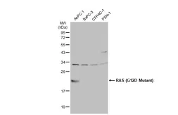 Anti-RAS (G12D Mutant) antibody used in Western Blot (WB). GTX132407
