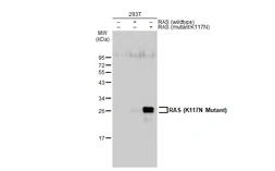 Anti-RAS (K117N Mutant) antibody used in Western Blot (WB). GTX132416