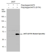 Anti-AKT3 (E17K Mutant Specific) antibody used in Western Blot (WB). GTX132418