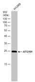 Anti-ATG101 antibody used in Western Blot (WB). GTX132435