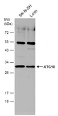 Anti-ATG10 antibody used in Western Blot (WB). GTX132449