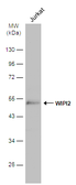 Anti-WIPI2 antibody used in Western Blot (WB). GTX132453