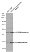 Anti-HTRA2 antibody used in Western Blot (WB). GTX132456