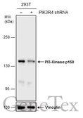 Anti-PI3 kinase p150 antibody used in Western Blot (WB). GTX132466