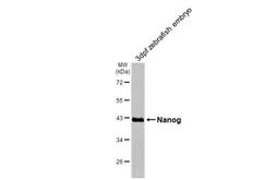 Anti-Nanog antibody used in Western Blot (WB). GTX132491