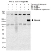 Anti-GEF-H1 antibody used in Western Blot (WB). GTX132495