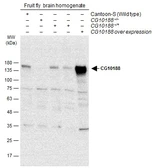 Anti-GEF-H1 antibody used in Western Blot (WB). GTX132496