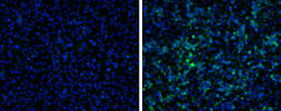 Anti-Japanese encephalitis virus NS1' antibody used in Immunocytochemistry/ Immunofluorescence (ICC/IF). GTX132499