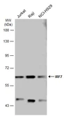 Anti-IRF7 antibody used in Western Blot (WB). GTX132523