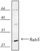 Anti-Rab5 antibody used in Western Blot (WB). GTX13253