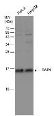 Anti-DAP1 antibody used in Western Blot (WB). GTX132535