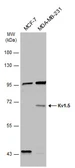 Anti-Kv1.5 antibody used in Western Blot (WB). GTX132559