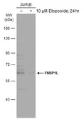 Anti-FNBP1L antibody used in Western Blot (WB). GTX132563