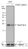 Anti-Park7 / DJ-1 antibody used in Western Blot (WB). GTX132574