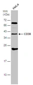Anti-CD38 antibody used in Western Blot (WB). GTX132579