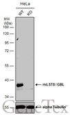 Anti-mLST8 / GBL antibody used in Western Blot (WB). GTX132580