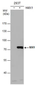 Anti-MX1 antibody used in Western Blot (WB). GTX132592