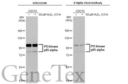 Anti-PI3 kinase p85 alpha antibody used in Western Blot (WB). GTX132598