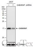 Anti-GABARAP antibody used in Western Blot (WB). GTX132657