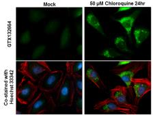 Anti-GABARAPL1 antibody used in Immunocytochemistry/ Immunofluorescence (ICC/IF). GTX132664